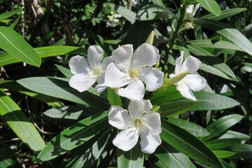 White oleander nerium flowers blooming on the bush in Florida nature, closeup