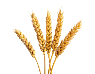 Close-up of golden wheat stalks isolated against a black background