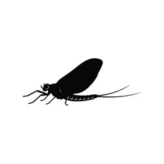 Silhouette of a mayfly, this image showcases the delicate structure of this ephemeral insect with its long tails