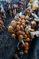 slim mushrooms glow in winter woods, refined view of elongated mushrooms beneath leafless winter