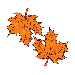 autumn maple leaves
