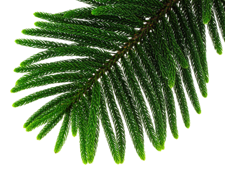 Close-up view of a vibrant green branch with needle-like leaves against a black background