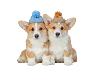Two adorable corgi puppies wearing knitted hats, displaying a playful and charming demeanor.