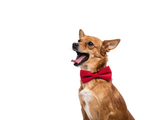 A cheerful dog wearing a red bow tie, looking lively and attentive.