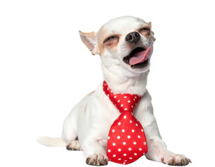 A small, playful Chihuahua wearing a red polka dot tie, appearing content with its tongue out.