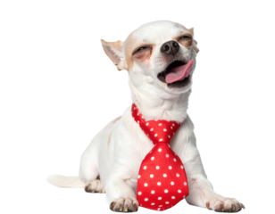 A small, playful Chihuahua wearing a red polka dot tie, appearing content with its tongue out.