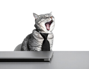 A cat in a tie is yawning at a desk, creating a humorous corporate vibe against a black background.