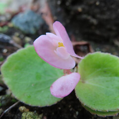 Fototapeta premium 日本で秋にベゴニアが白やピンクの花を咲かせています