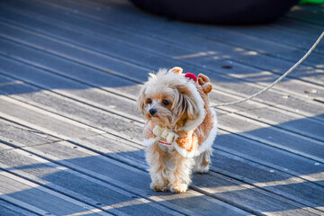 개, 강아지, animal, 애완 동물, 요크셔, 송곳니, 테리어, 귀여운, 작은, 갈색,...