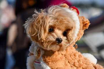 개, 푸들, 애완 동물, animal, 송곳니, 강아지, 귀여운, 작은, 사랑스러운, 갈색, 머리, 앉아있는, 익살, 포유동물, 가정의, 어리다