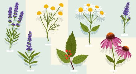 Illustrated collection of various medicinal herbs and flowers.