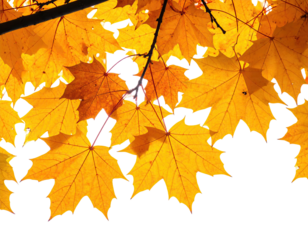 Close-up of vibrant, golden maple leaves against black, showcasing autumn colors and foliage