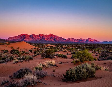 Boho desert sand dune sunset in the mountains with dried plants and cacti	