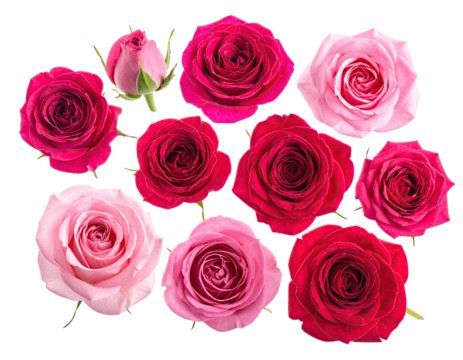Close-up of roses in varying shades of pink and red on a transparent background