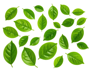 Isolated lush green leaves arranged randomly on a dark backdrop, perfect for nature themes