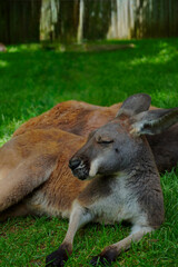 A red kangaroo reclines on green grass in a shaded backyard setting, eyes closed in peaceful rest under gentle daylight.