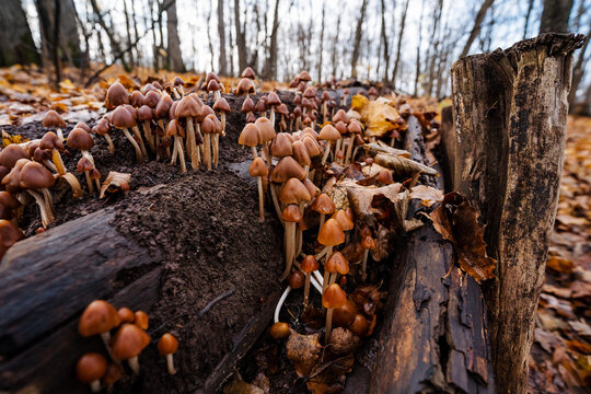autumn mushrooms on decaying log, dense collection of conical mushrooms on rotting wood during fall