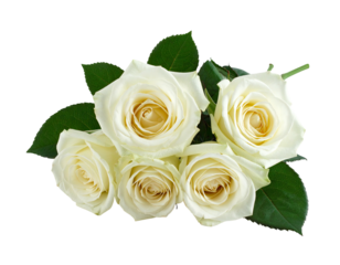 A cluster of white roses with green leaves. Isolated on black background