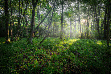 Beautiful sunny morning in green forest