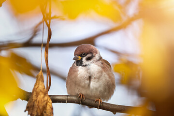 closeup of a House sparrow standing on a tree.