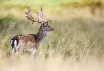Fallow deer ( Dama dama ) male stag