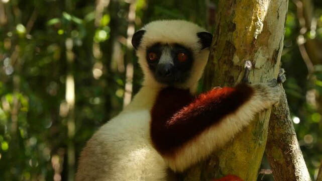 Coquerel-sifaka clinging to a tree, looks around curiously, portrait 3