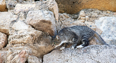 Meeting with a Turkish cat