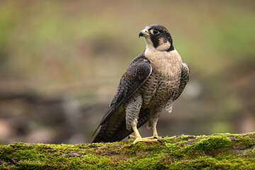 Peregrine Falcon ( Falco peregrinus )  close up