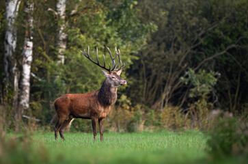 Deer male buck ( Cervus elaphus ) during rut