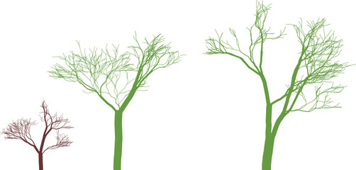 Three trees showing growth stages from sapling to maturity mature seedling