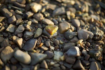 Close-up of small rocks on a rocky beach with sunlight shining on the surface, highlighting natural textures, colors, and patterns.
