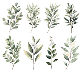 Fototapeta premium PNG Elegant botanical leaf illustrations, element set on transparent background