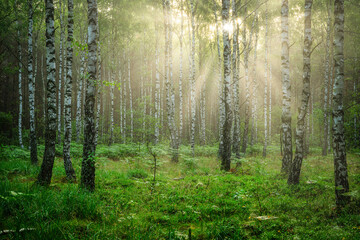Beautiful sunny morning in green forest