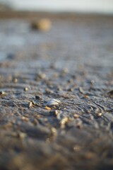A single, pale seashell sits on a wet, sandy beach, surrounded by small stones and water, with a soft focus on the background.
