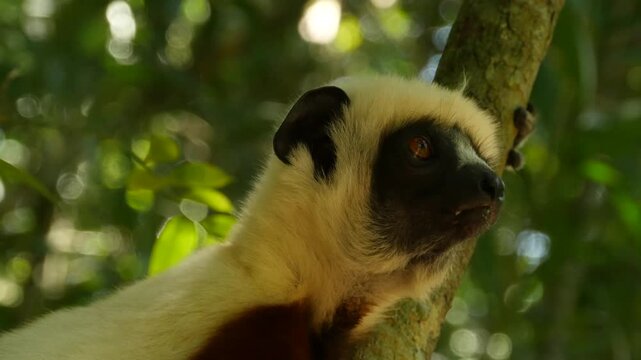 Coquerel-sifaka in forest looks around attentively, jumps away, portrait 1