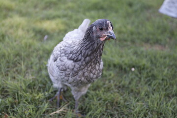 A gray and black chicken stands in a grassy field, looking toward the camera with a curious expression.