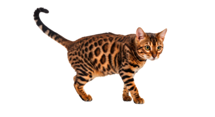 Beautiful bengal cat pet feline animal domestic mammal kitty breed pedigree spotted tabby portrait on transparent background
