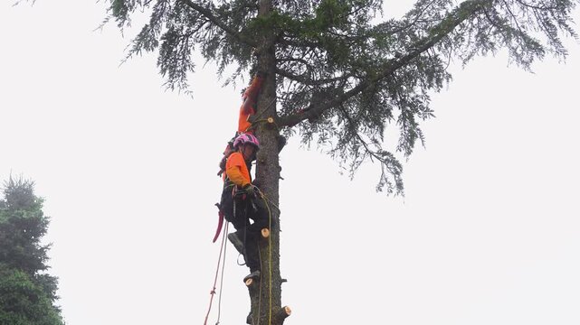 Two certified lumberjacks wearing safety gear climbing a large conifer tree with ropes and harnesses, one actively cutting branches during a dangerous trimming job