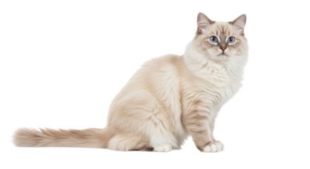 Purebred Ragdoll cat with striking blue eyes, sitting gracefully and looking at the camera, isolated on a transparent background.