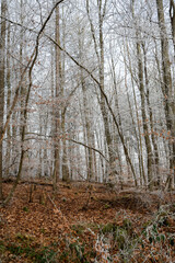 Frost on the trees in a forest on a  winter day