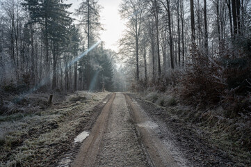 Obraz premium Lonely field path in the forest with hoarfrost and sun on a cold winter day