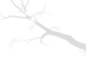 Dynamic Bare Tree Branch Shadow Overlay