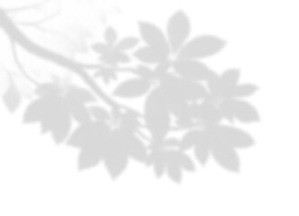 oft Tree Shadow Overlay on Transparent Background