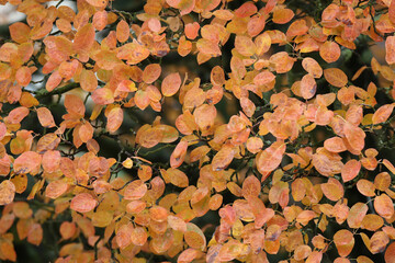 autumn leaves background