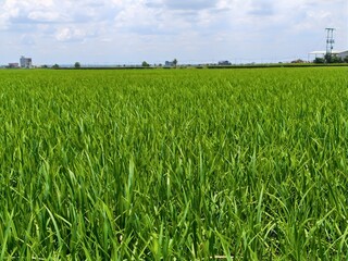 Lush Green Rice Fields Stretching Across Sekinchan Selangor Countryside. An inspiring view of vibrant green paddy fields in Sekinchan, Selangor, showcasing the rich agricultural charm of Malaysia’s.