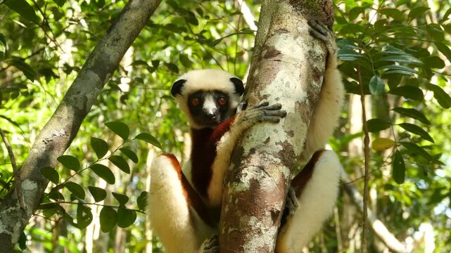 Coquerel-sifaka clinging to a tree, looks around curiously, portrait 8