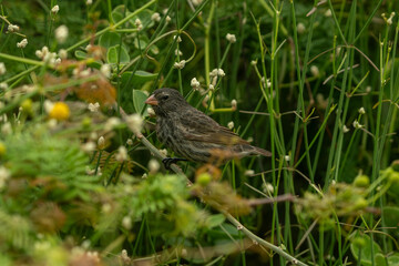 Galapagos finch