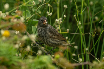 Galapagos finch
