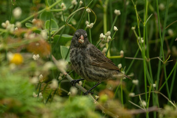 Galapagos finch