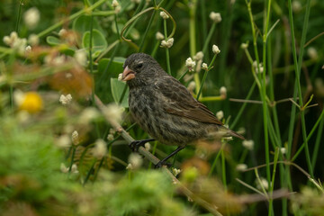 Galapagos finch